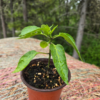 20260613_163348.webp Seedlings: Jalapeno Pepper