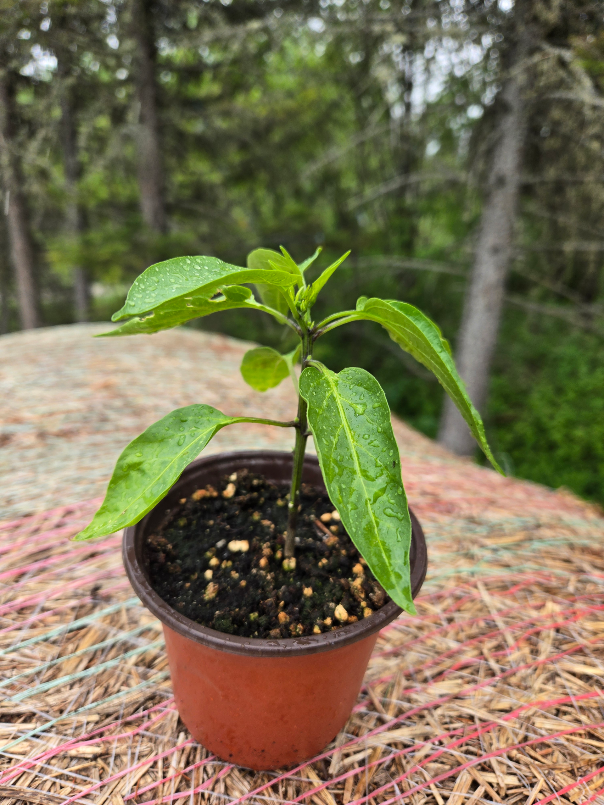 20260613_163348.webp Seedlings: Jalapeno Pepper