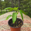 20260613_163353.webp Seedlings: Jalapeno Pepper