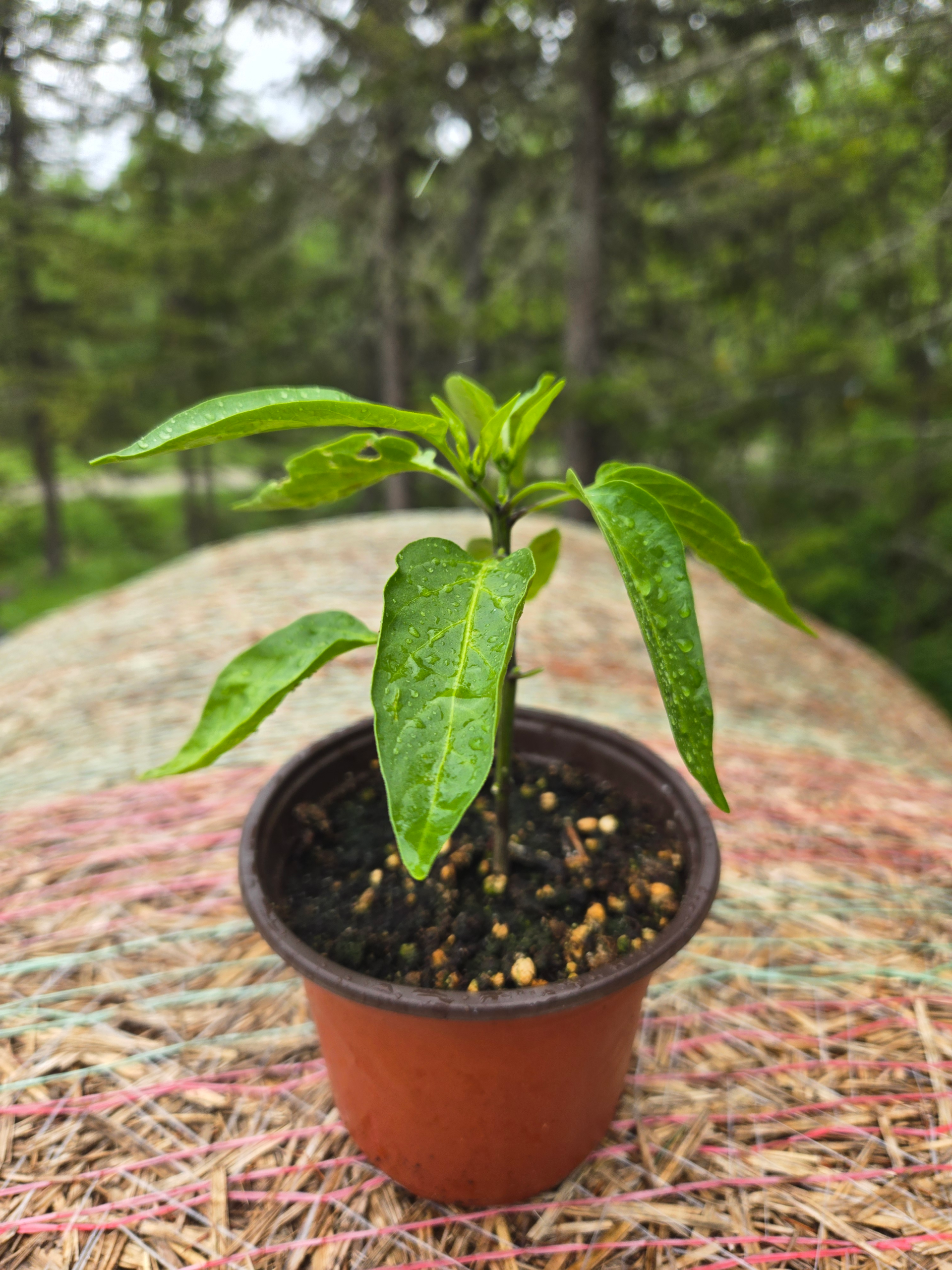 20260613_163353.webp Seedlings: Jalapeno Pepper