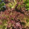 20260705_134802 Head Lettuce (Red)