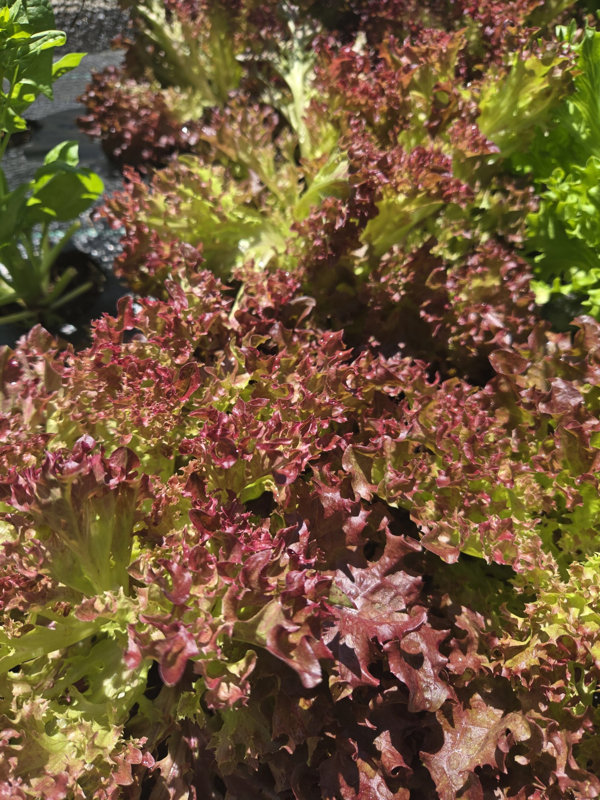 20260705_134802 Head Lettuce (Red)