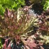 20260705_134812 Head Lettuce (Red)