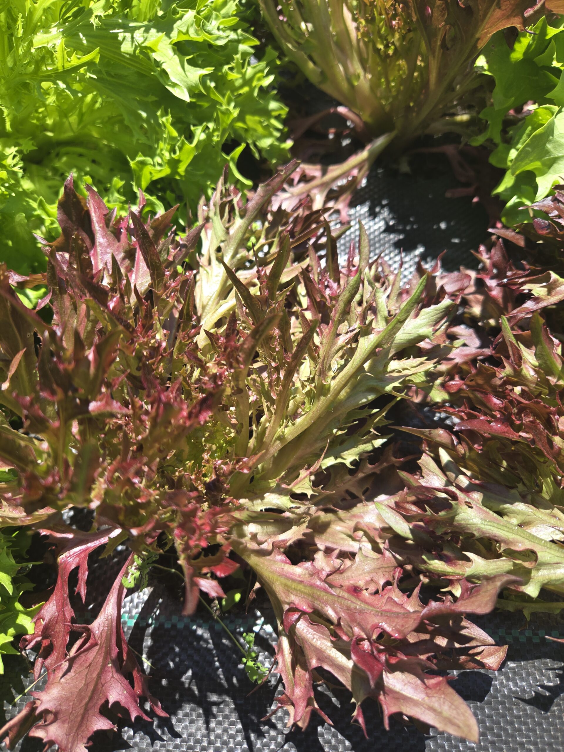 20260705_134812 Head Lettuce (Red)