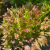 20260705_134916.webp Head Lettuce (Red)