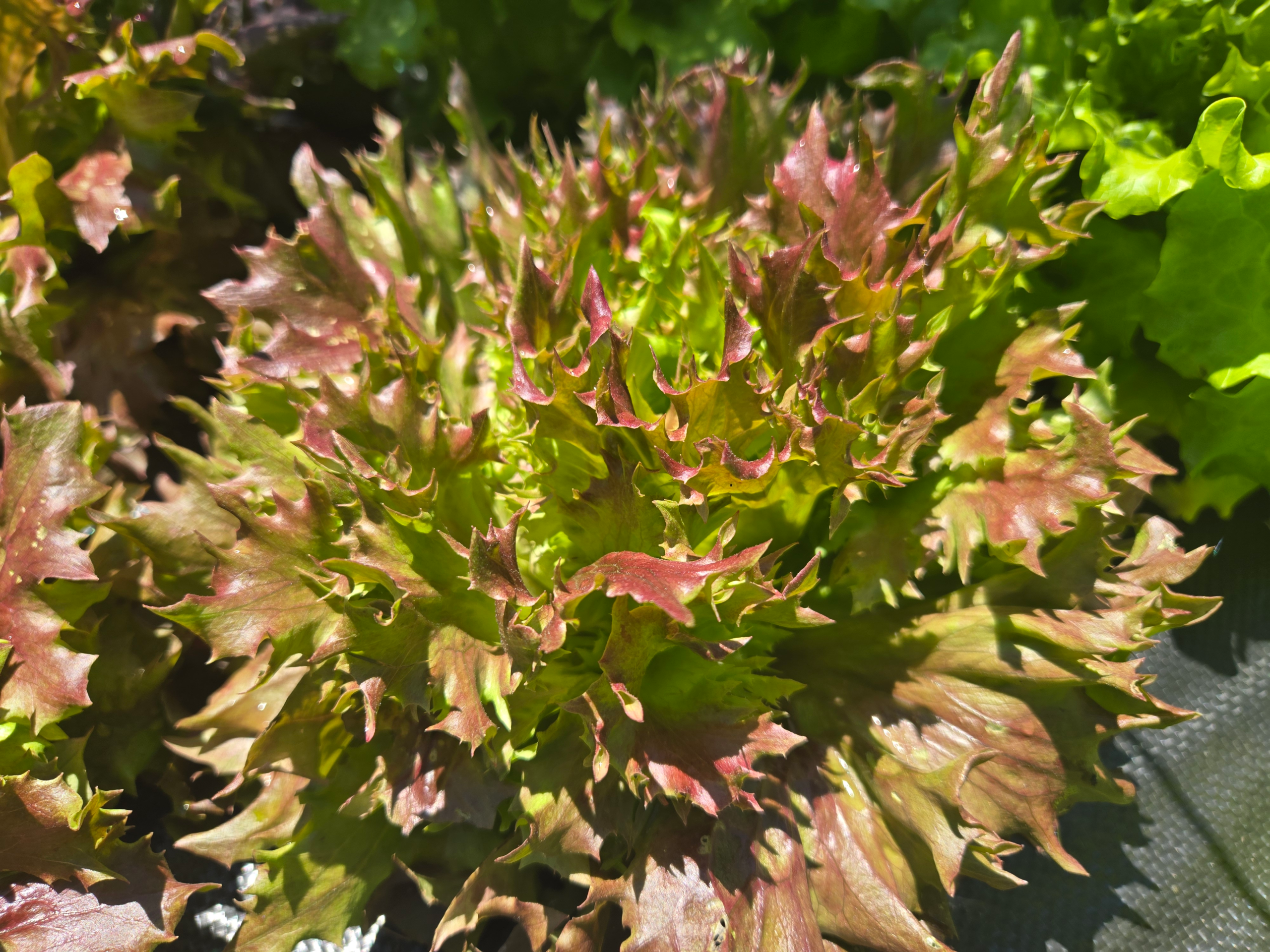 20260705_134916.webp Head Lettuce (Red)