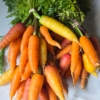20251013_154359.webp Carrots, orange