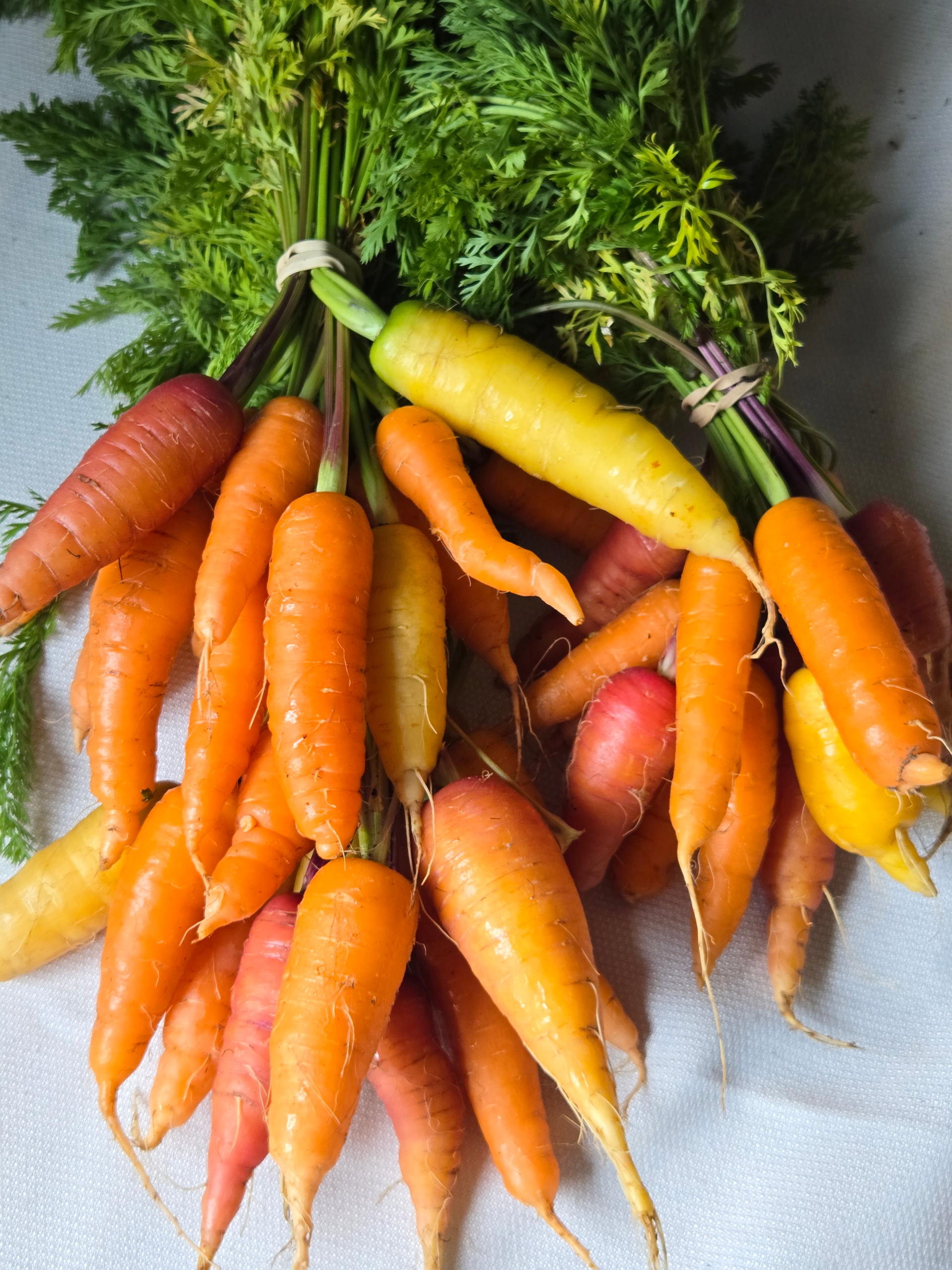 20251013_154359.webp Carrots, orange