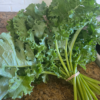 20260729_113057.webp Kale
