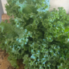 20260729_113120.webp Kale
