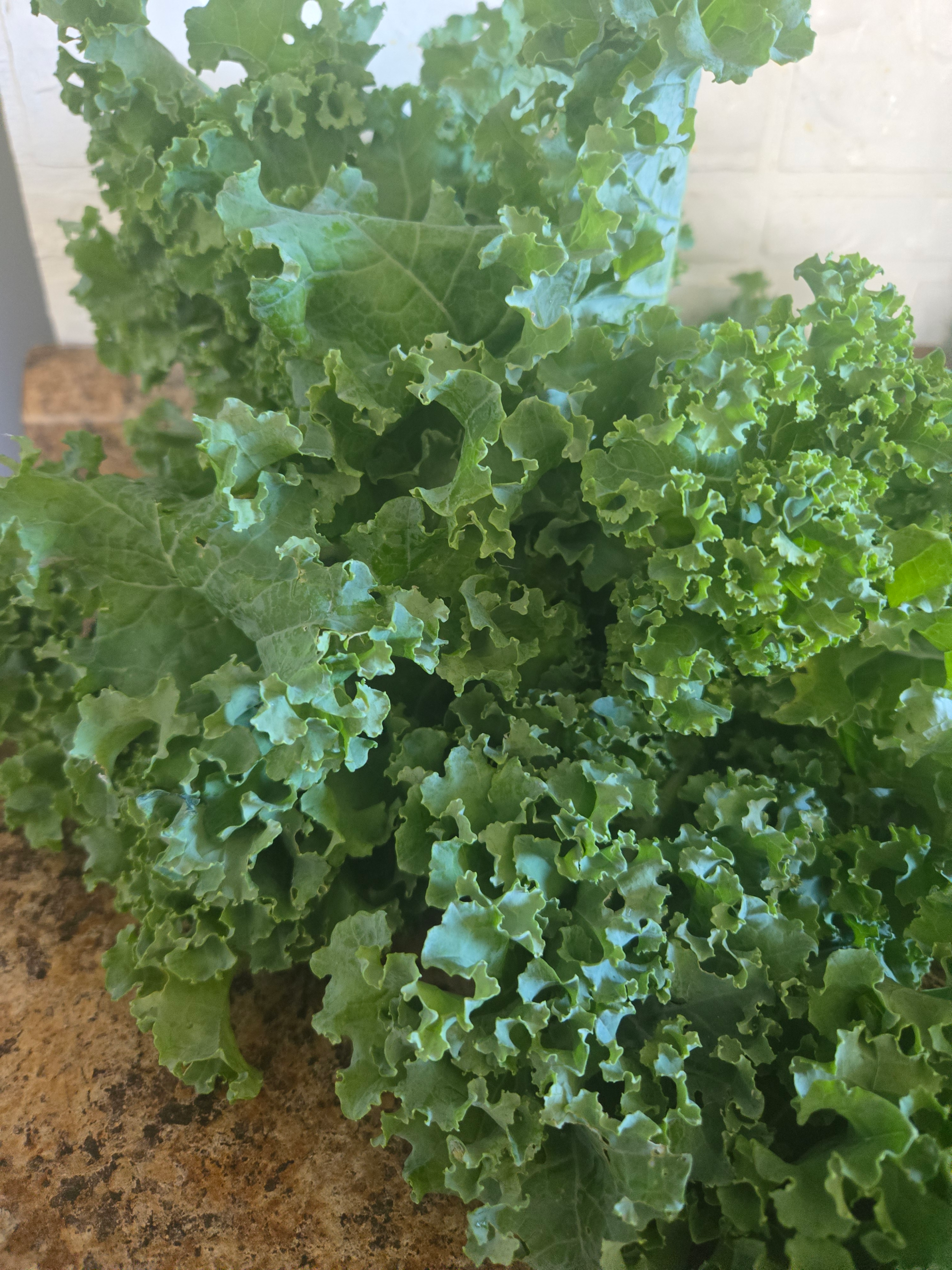 20260729_113120.webp Kale