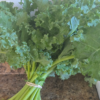 20260729_113331.webp Kale