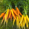 Carrots, mixed