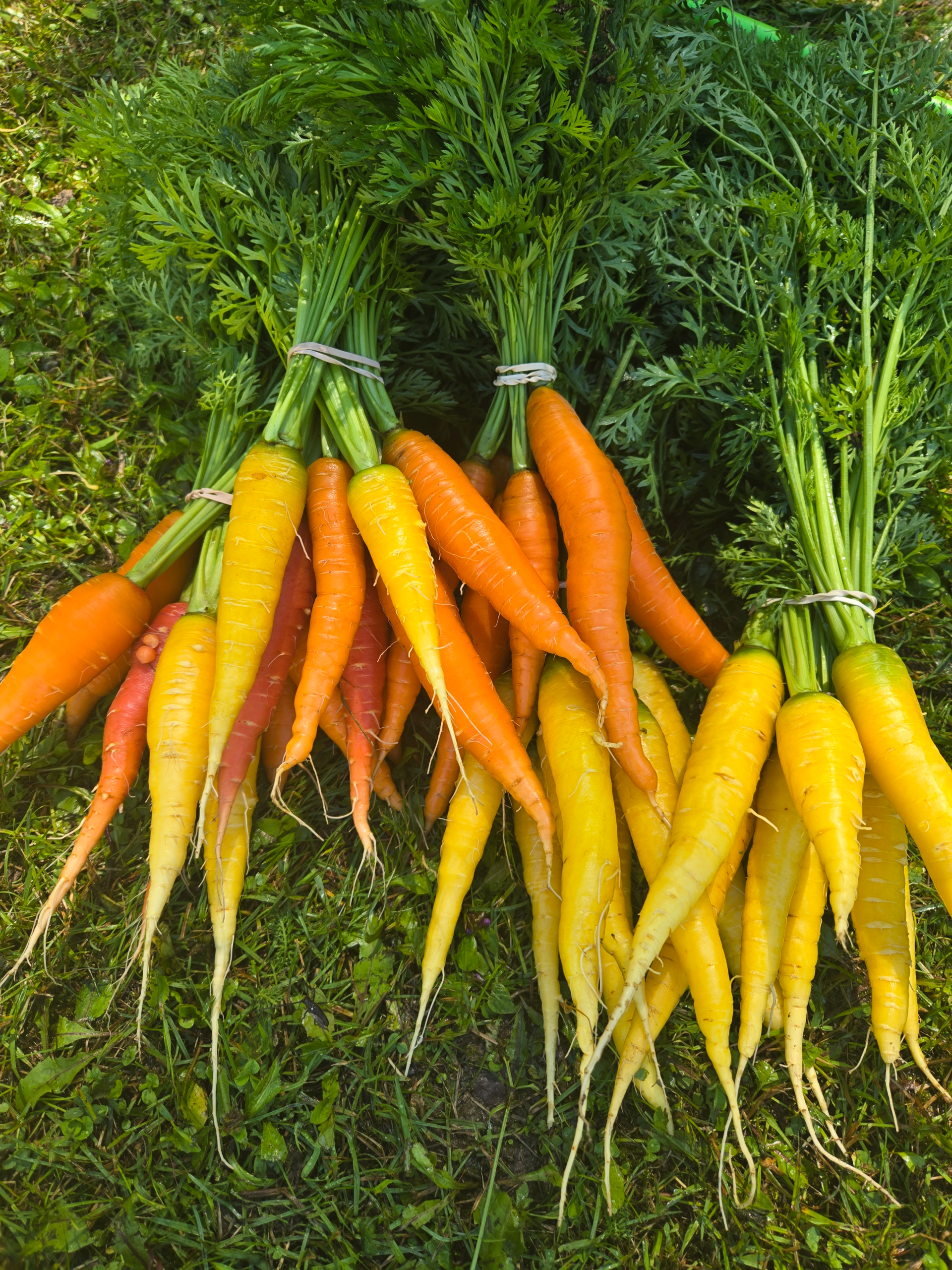 Carrots, mixed