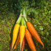 Carrots, mixed