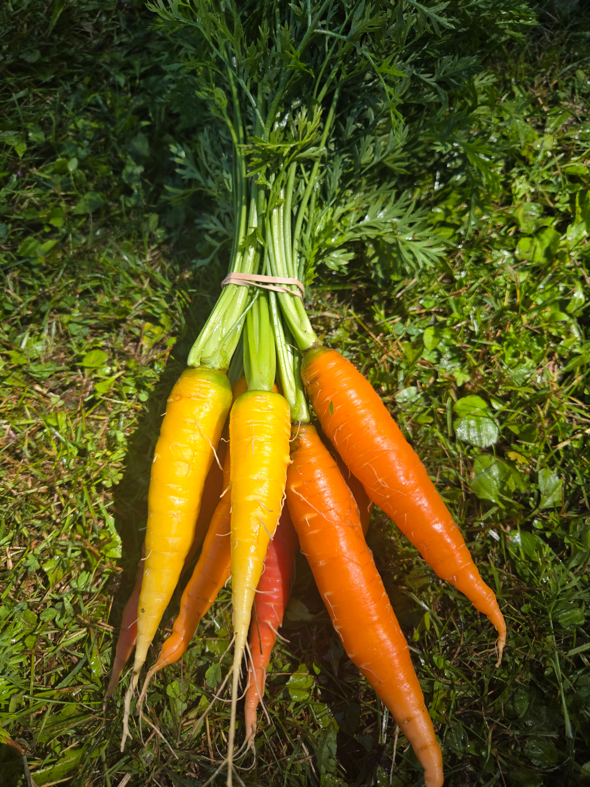 Carrots, mixed