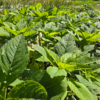 Callaloo