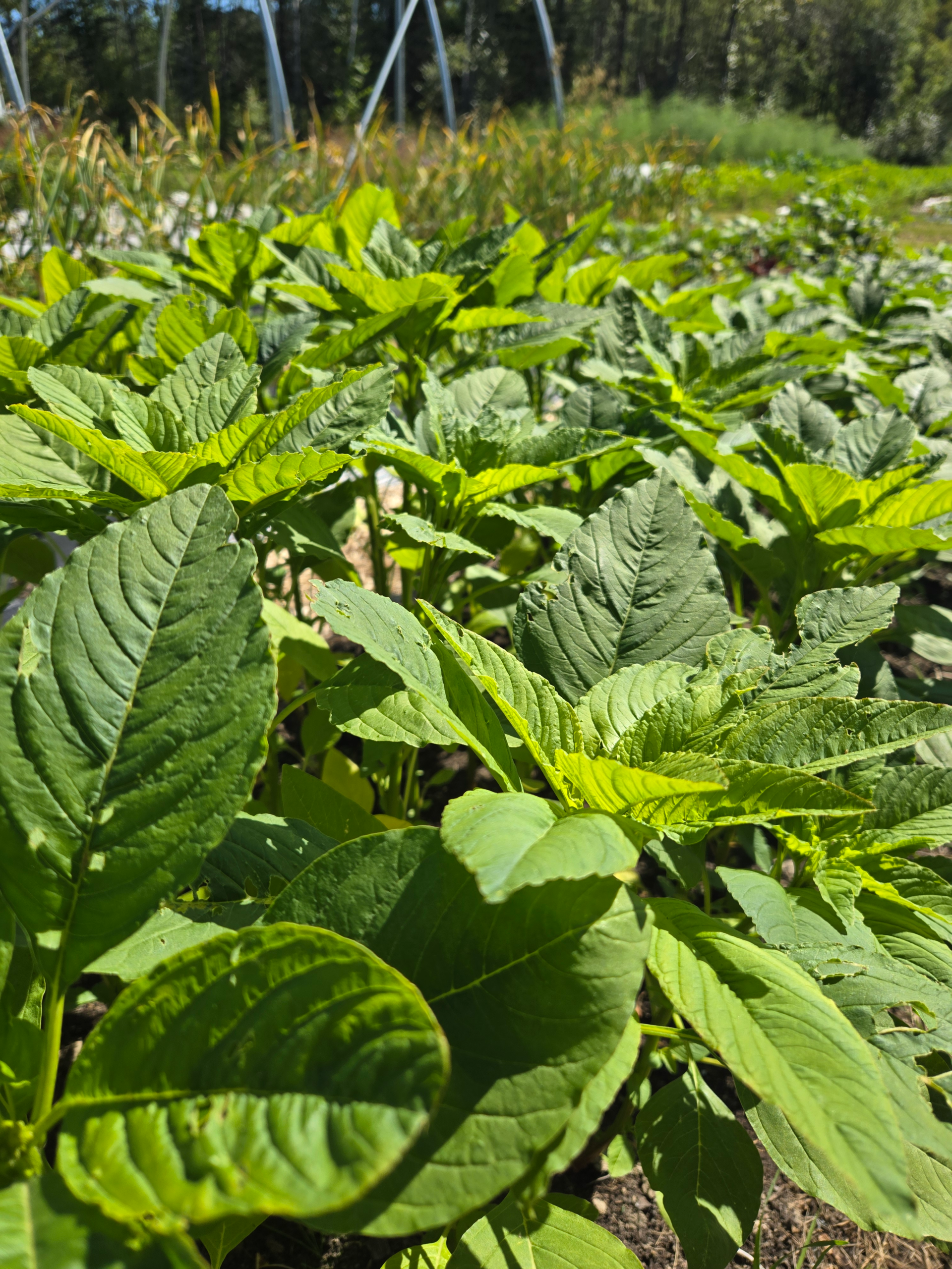 Callaloo