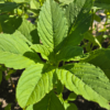 Callaloo