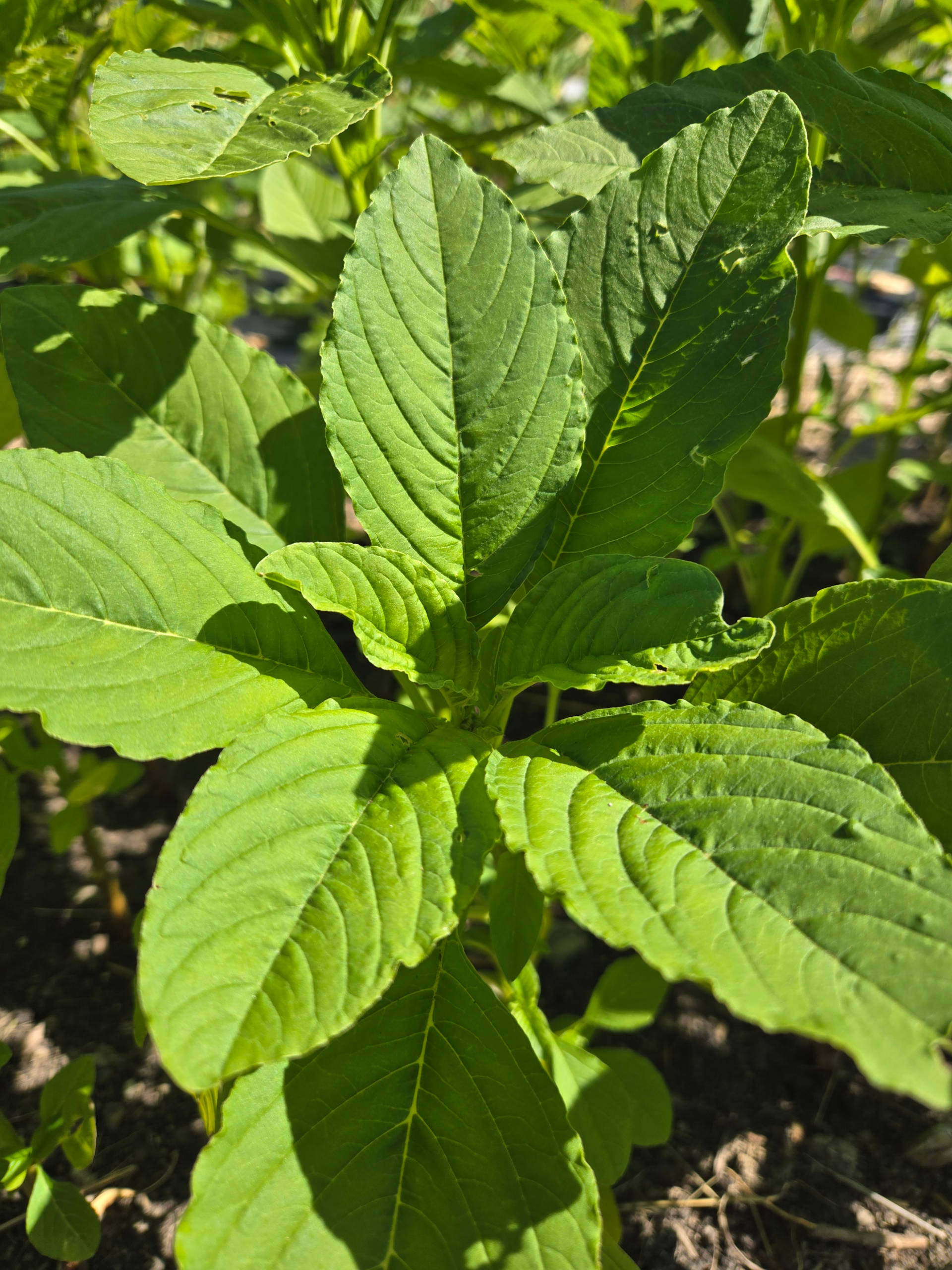 Callaloo