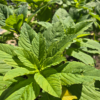 Callaloo
