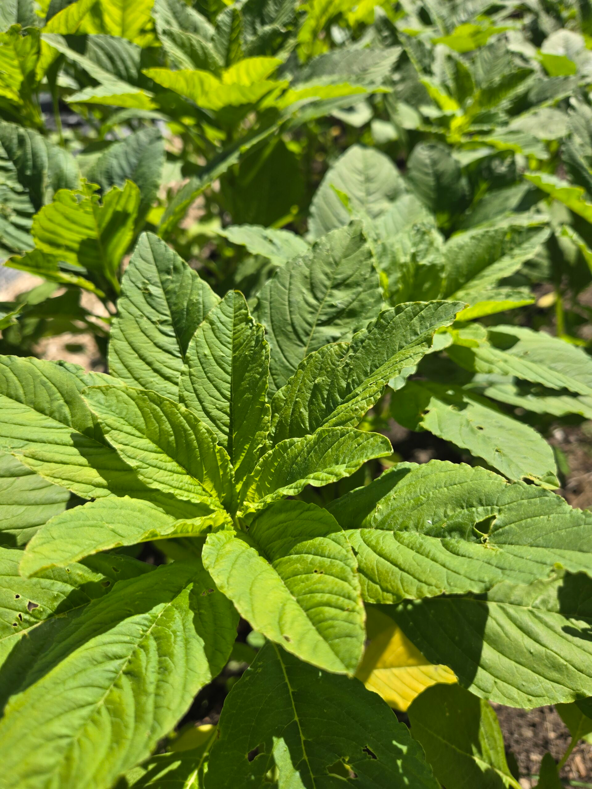 Callaloo