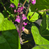 20260802_111040-scaled.webp Beans (purple)