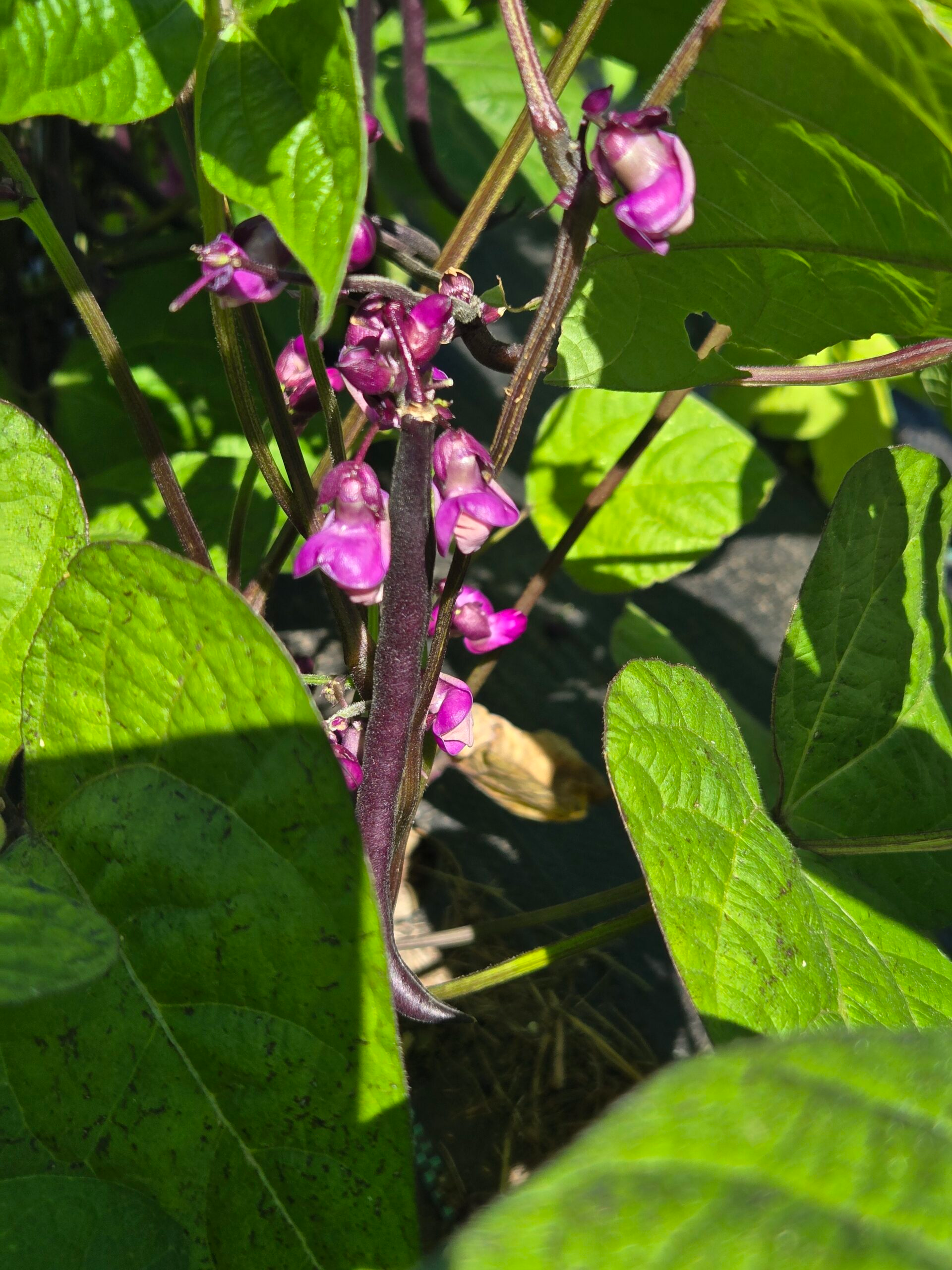 20260802_111040-scaled.webp Beans (purple)
