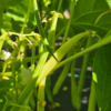 20260802_111132.webp Beans (yellow)