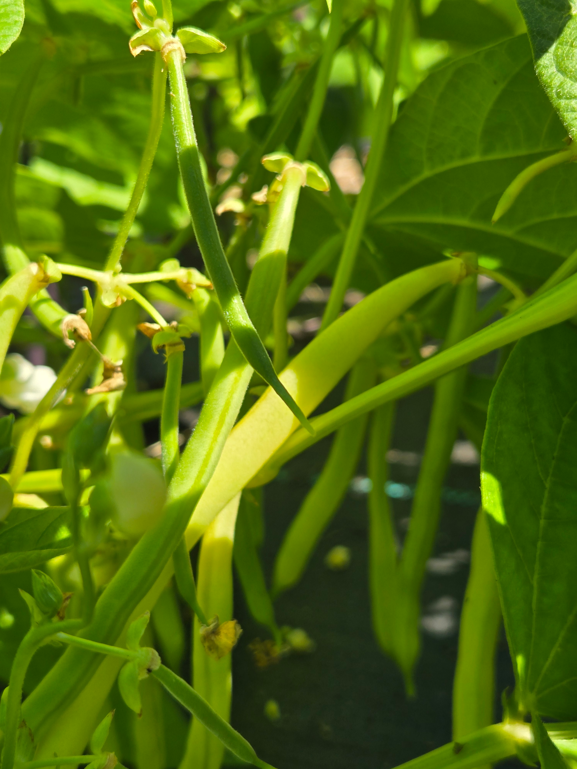 20260802_111132.webp Beans (yellow)