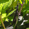 20260802_111154-scaled.webp Beans (purple)