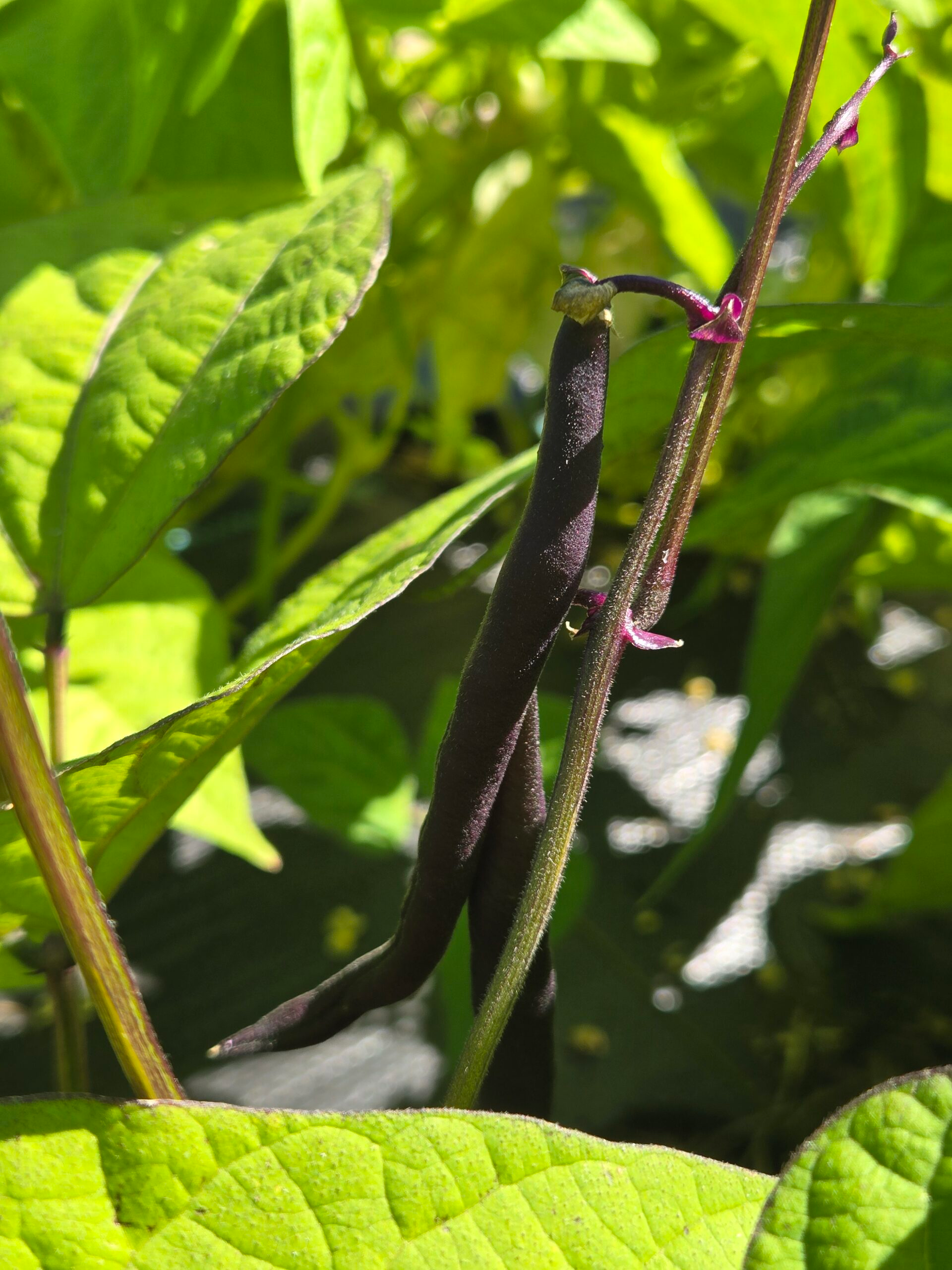 20260802_111154-scaled.webp Beans (purple)