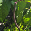 20260802_111237.webp Beans (purple)