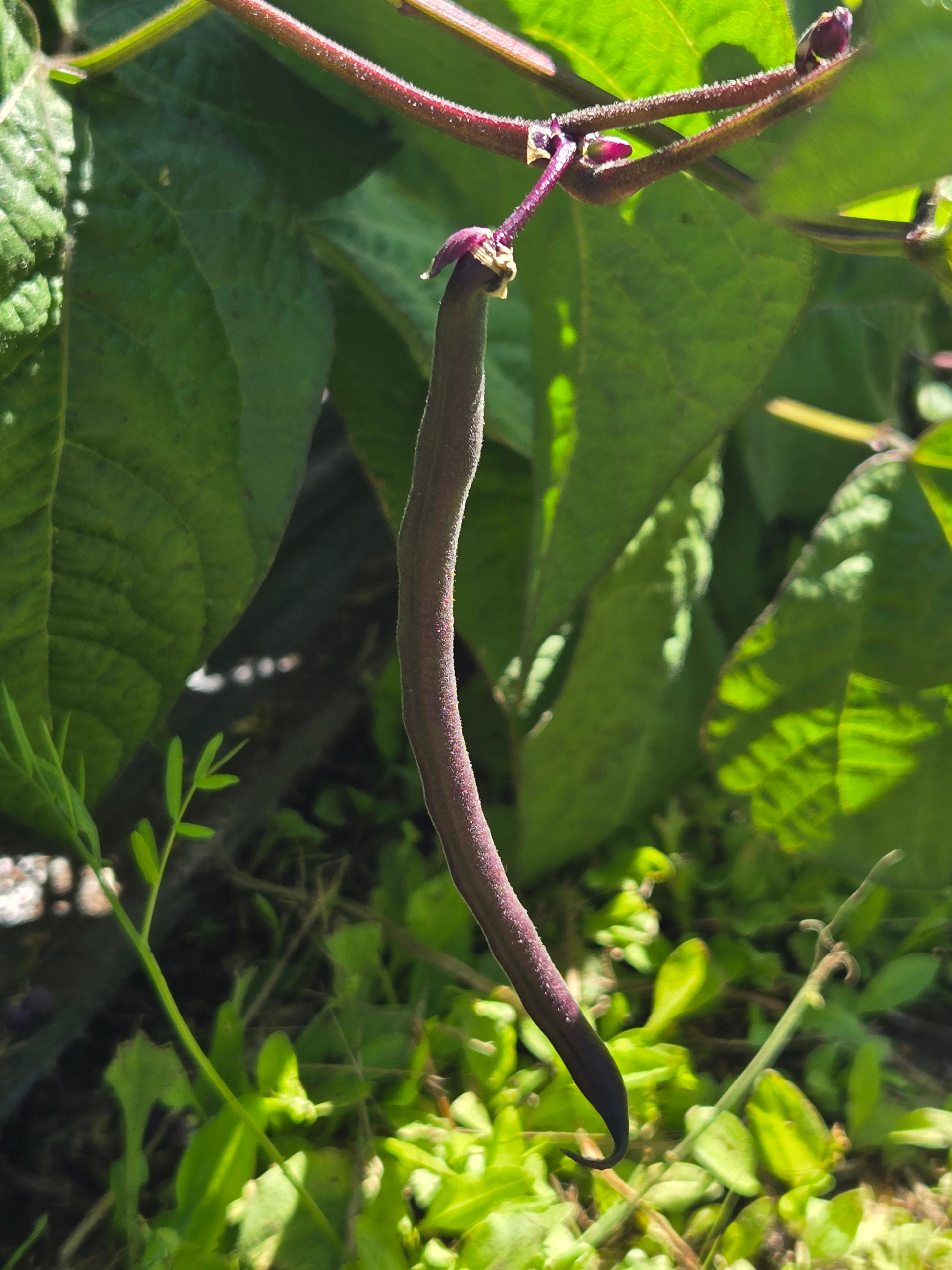 20260802_111237.webp Beans (purple)