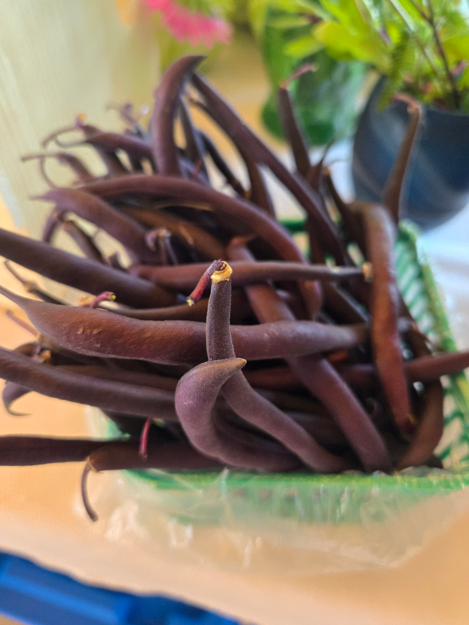 20260806_171008.webp Beans (purple)
