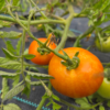 Tomatoes (slicing)