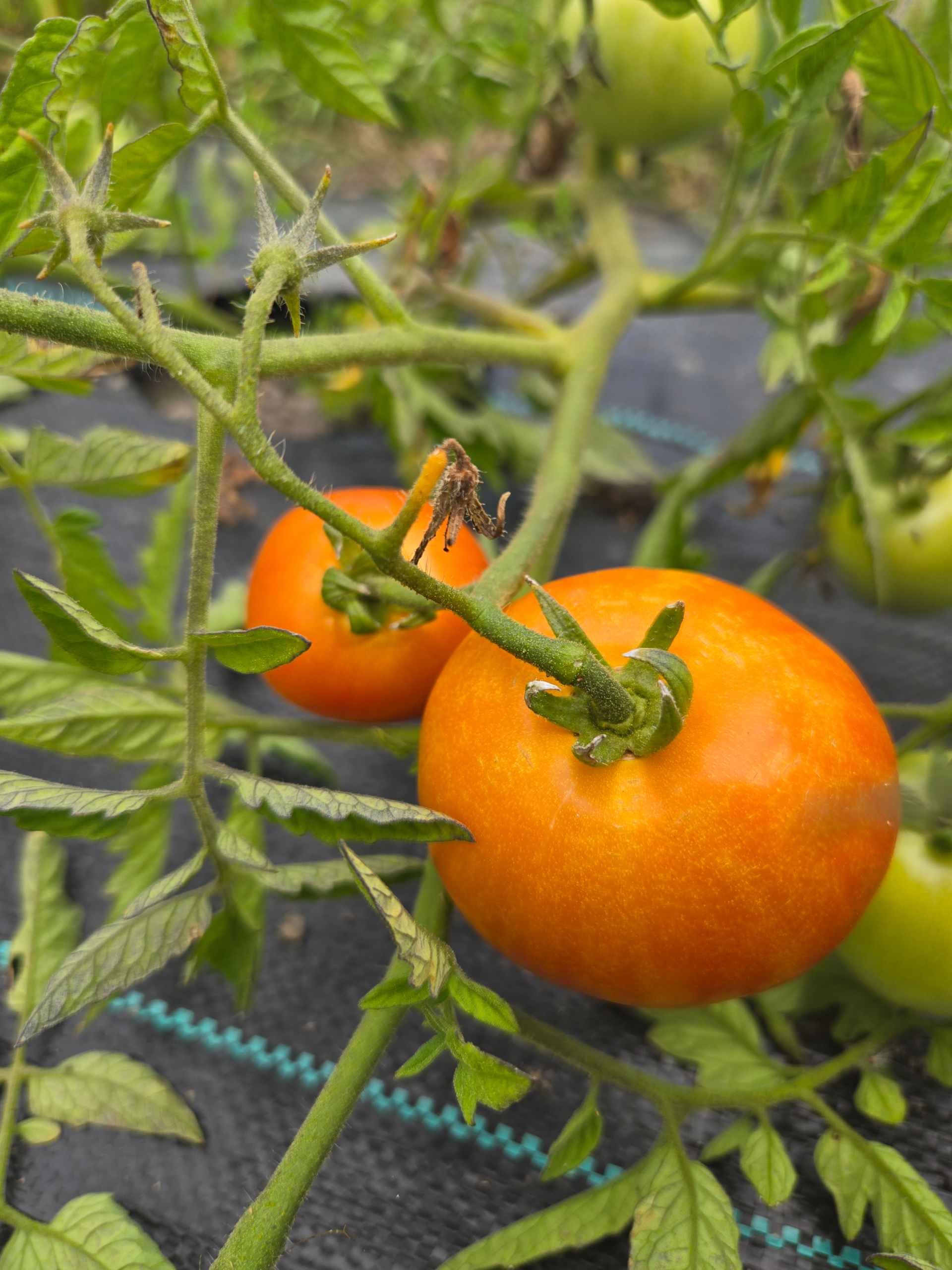 Tomatoes (slicing)