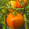 Tomatoes (slicing)