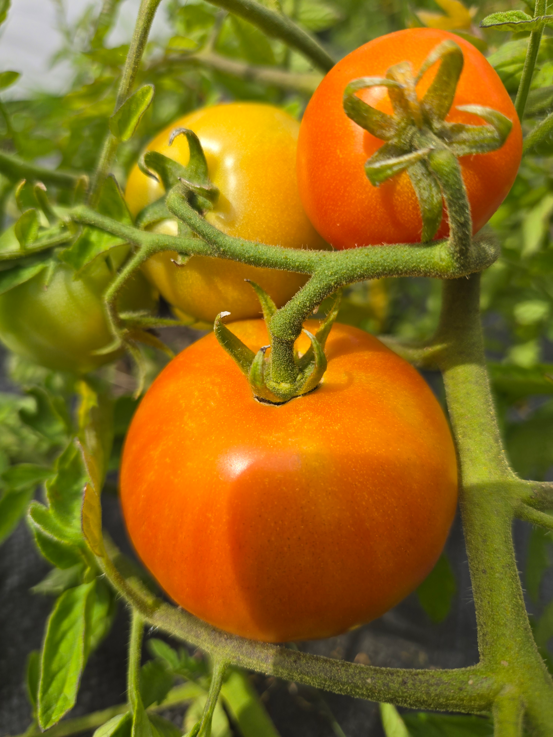 Tomatoes (slicing)