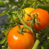 Tomatoes (slicing)