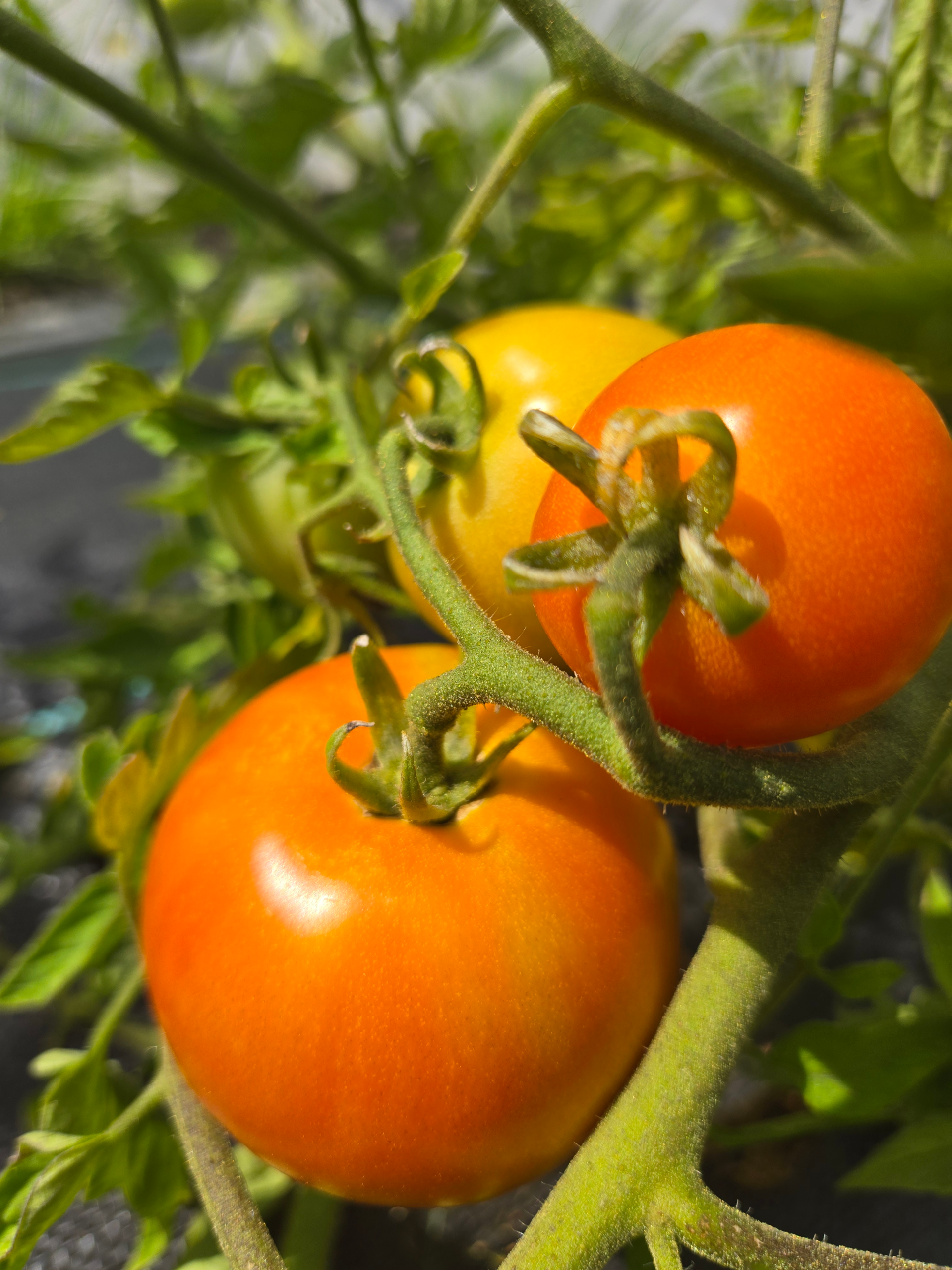 Tomatoes (slicing)
