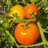 Tomatoes (slicing)