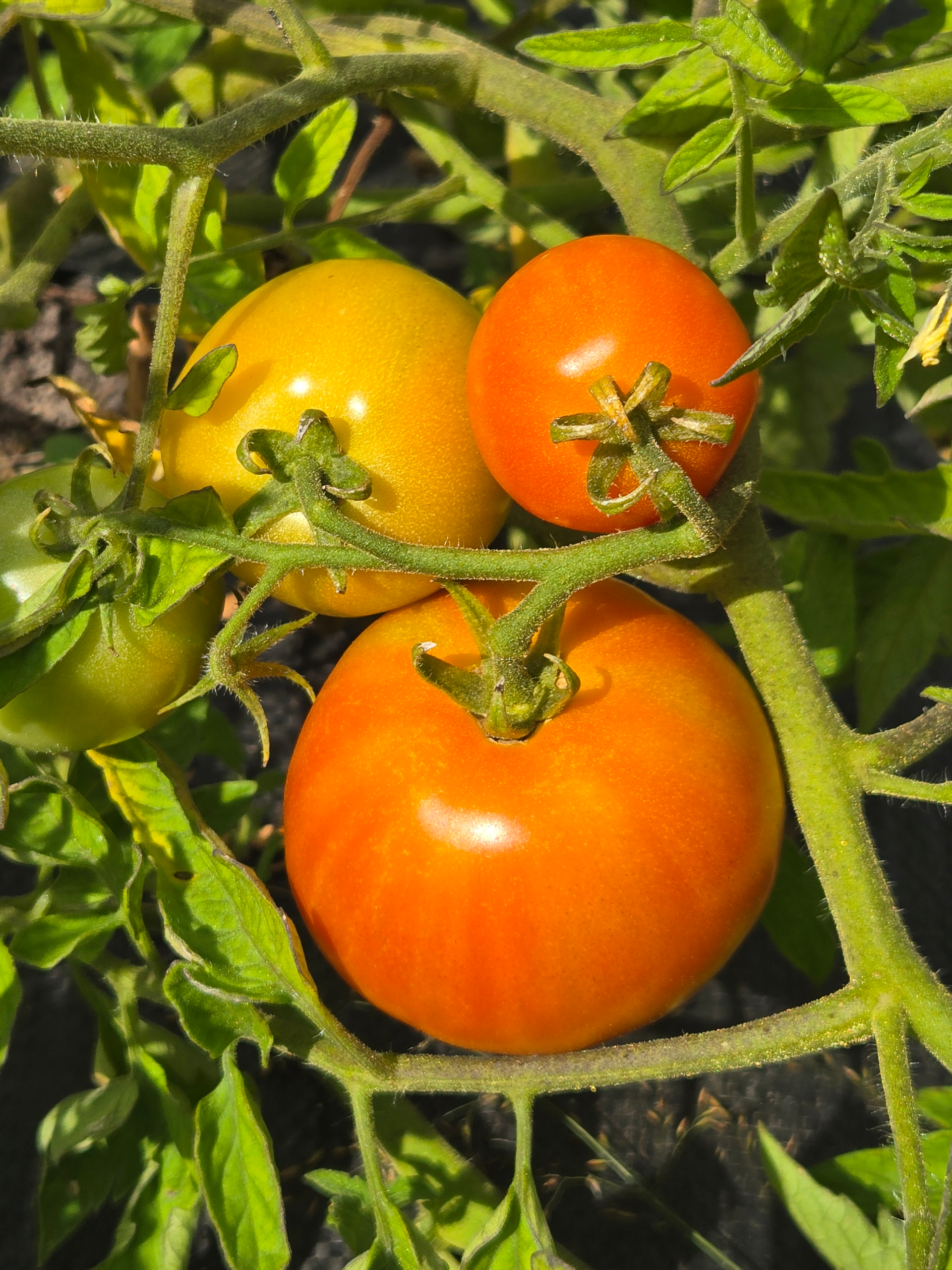 Tomatoes (slicing)