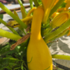 20260809_120809.webp Zucchini (yellow)