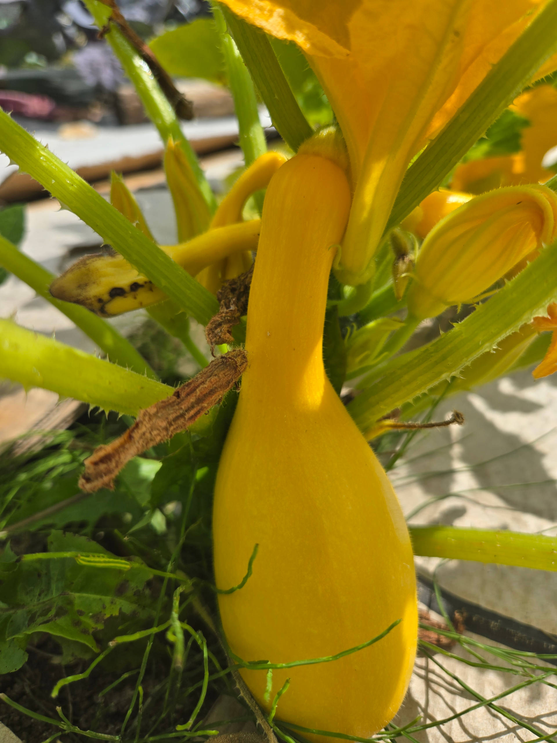 20260809_120809.webp Zucchini (yellow)