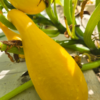 20260809_120826.webp Zucchini (yellow)