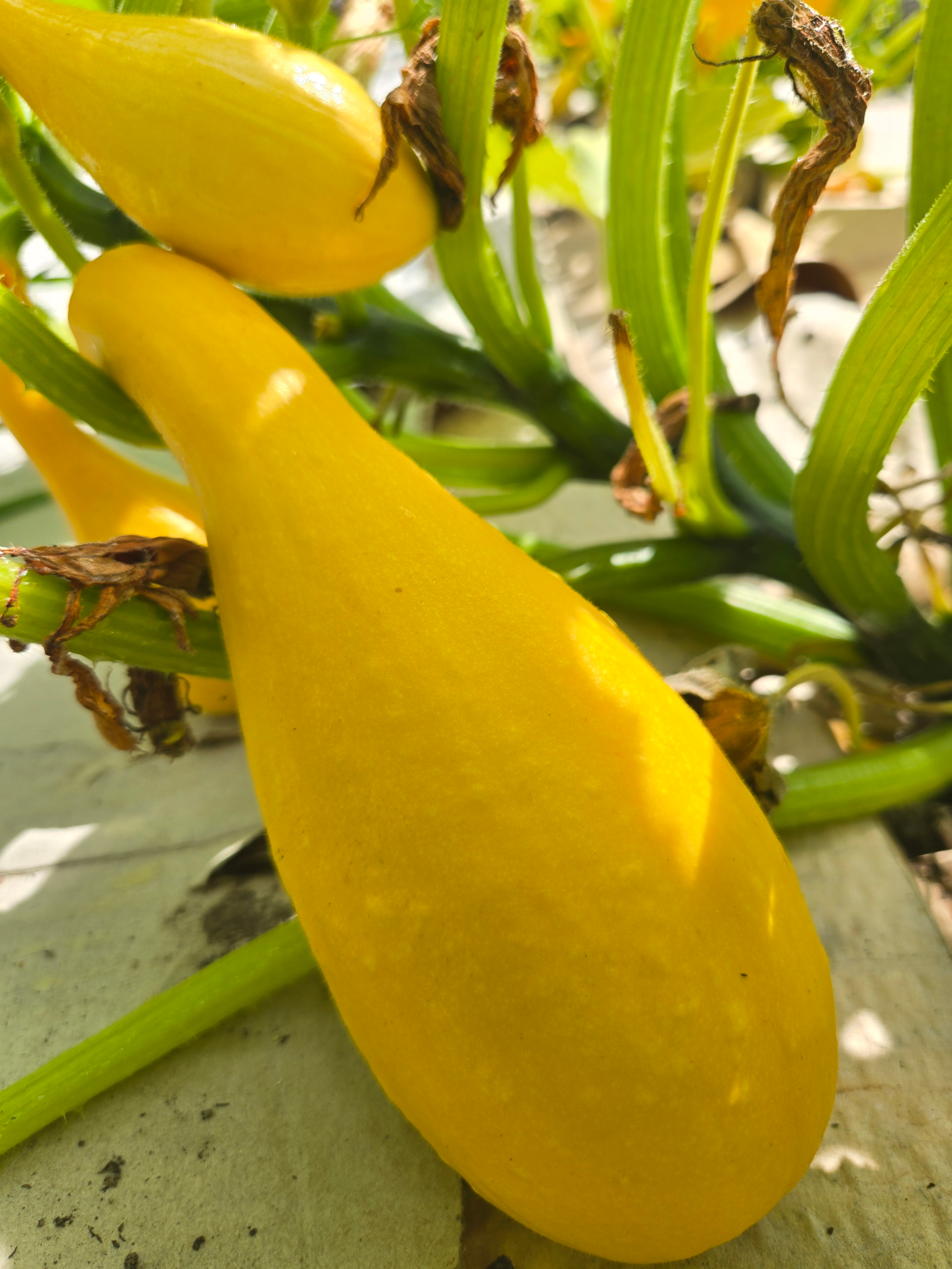 20260809_120826.webp Zucchini (yellow)