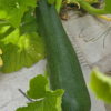 20260809_120901.webp Zucchini (green)