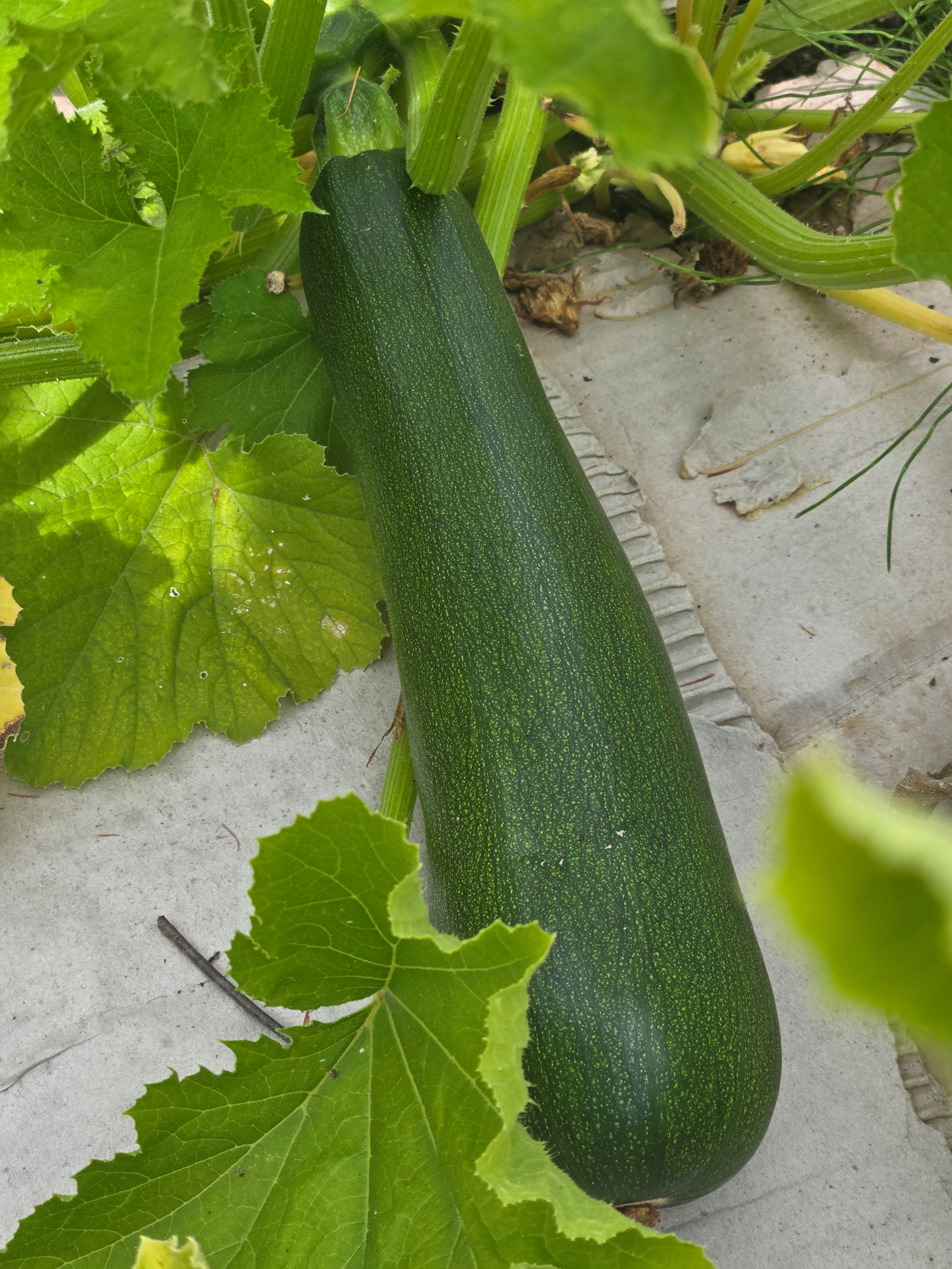 20260809_120901.webp Zucchini (green)
