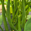 Beans (green)